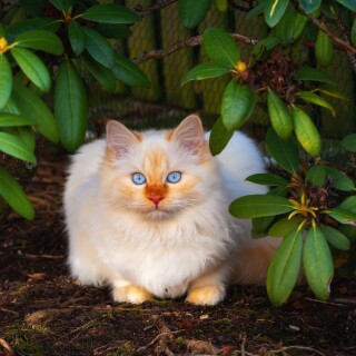 cats2_0908