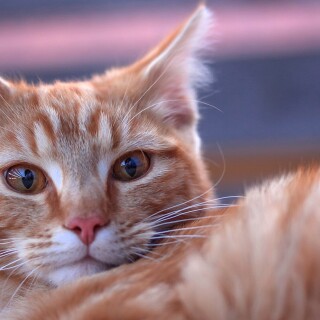 cats2_0909