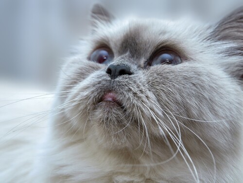 cats2_0913.jpg