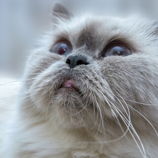 cats2_0913