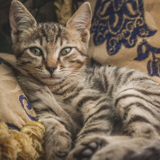 cats2_0914