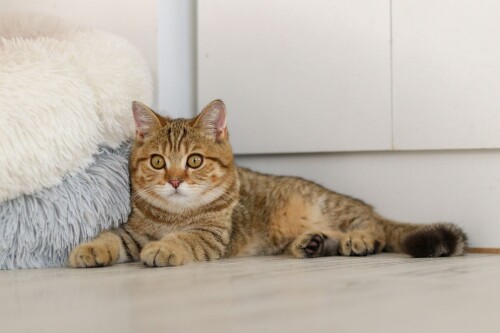 cats2_0915.jpg