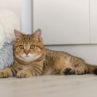 cats2_0915