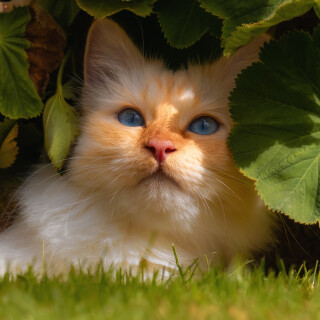cats2_0919