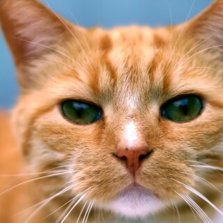 cats2_0930