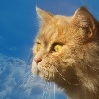 cats2_0939