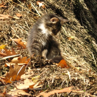 cats2_0941