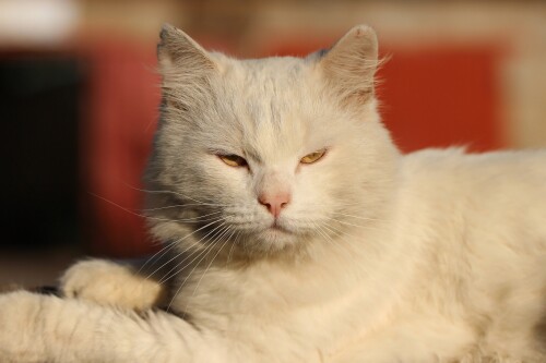 cats2_0942.jpg