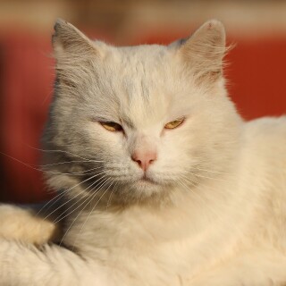 cats2_0942