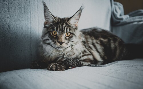 cats2_0943.jpg