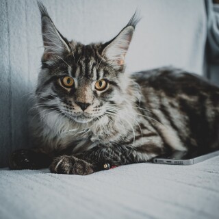 cats2_0943