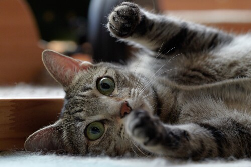 cats2_0944.jpg