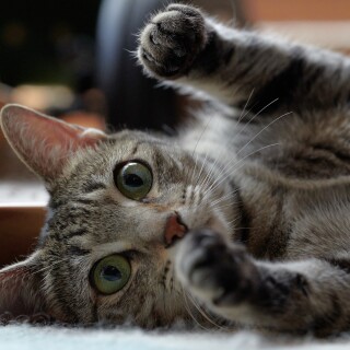 cats2_0944