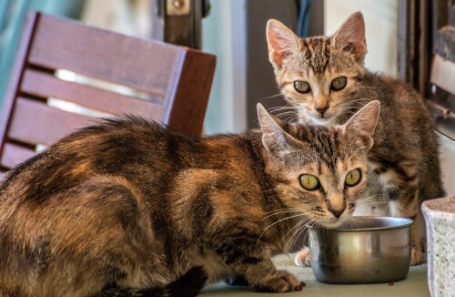 cats2_0945.jpg