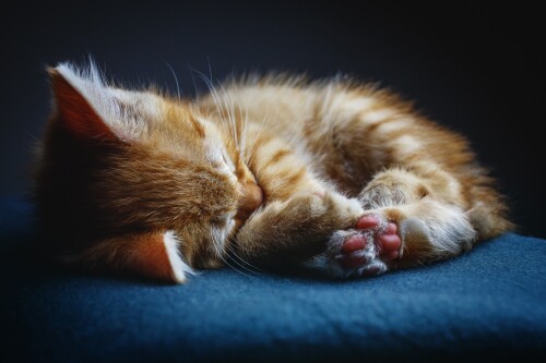 cats2_0948.jpg