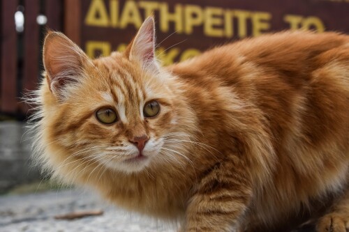 cats2_0958.jpg