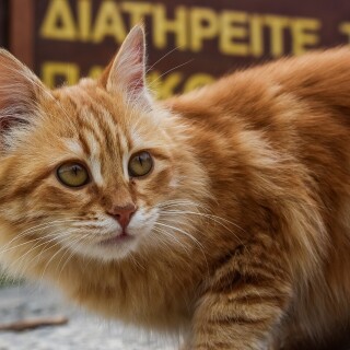 cats2_0958