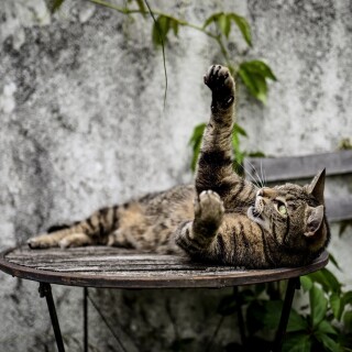 cats2_0960