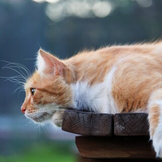 cats2_0961