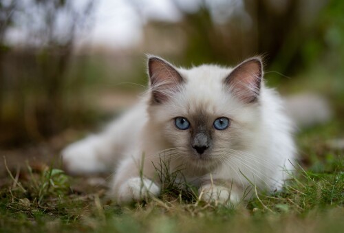 cats2_0962.jpg