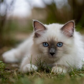 cats2_0962