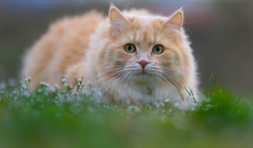 cats2_0963.jpg