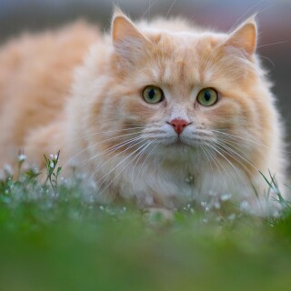 cats2_0963