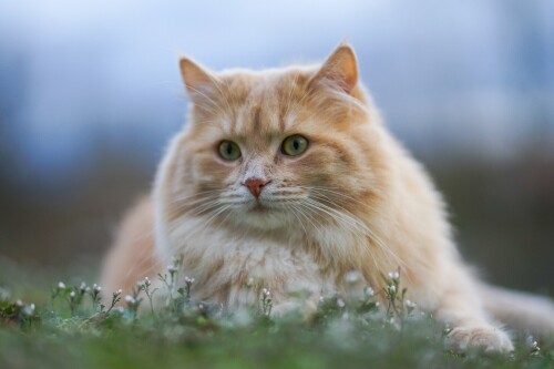 cats2_0965.jpg