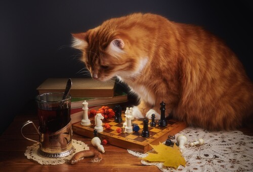cats2_0969.jpg