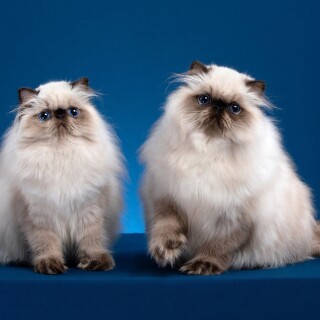 cats2_0970