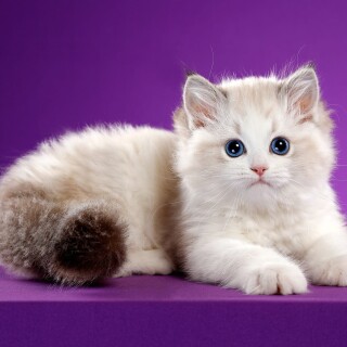 cats2_0971