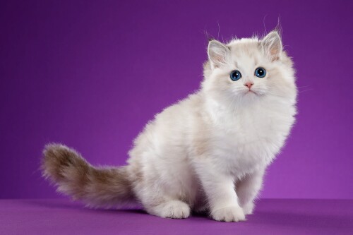 cats2_0972.jpg