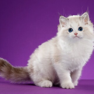 cats2_0972