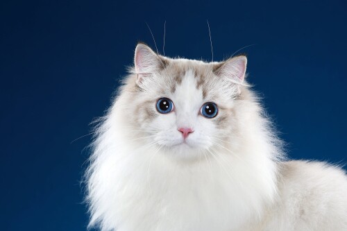cats2_0974.jpg