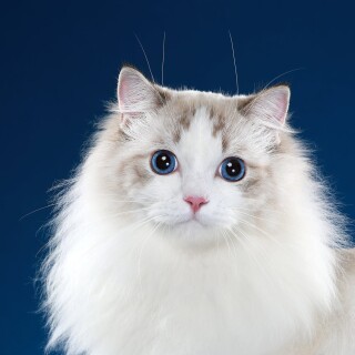 cats2_0974