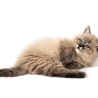 cats2_0977