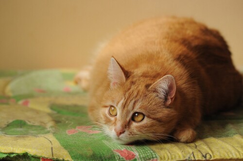 cats2_0978.jpg
