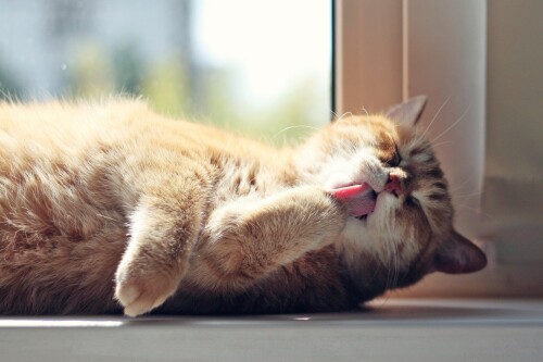 cats2_0982.jpg