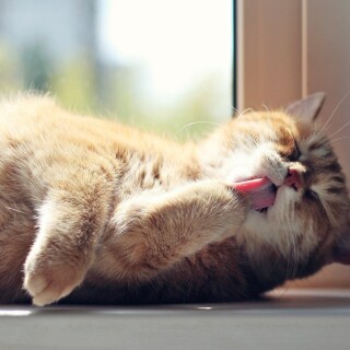 cats2_0982