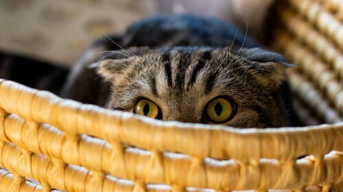 cats2_0987.jpg