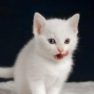 cats2_1006