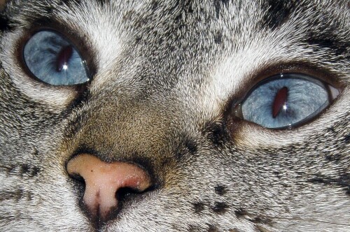 cats2_1008.jpg