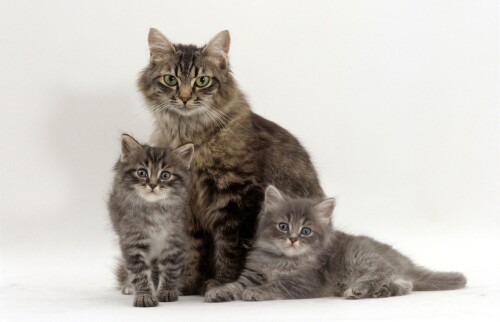 cats2_1009.jpg