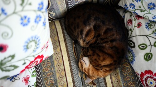 cats2_1010.jpg