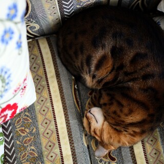 cats2_1010