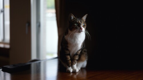 cats2_1013.jpg