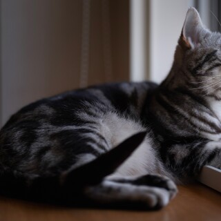 cats2_1014