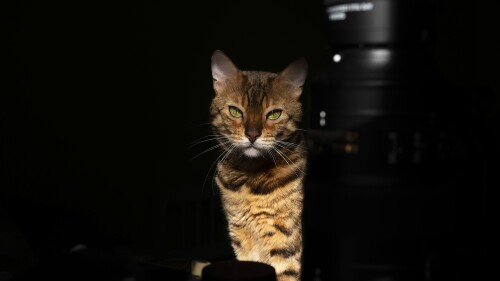 cats2_1018.jpg
