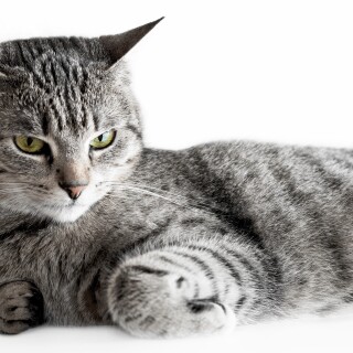 cats2_1021