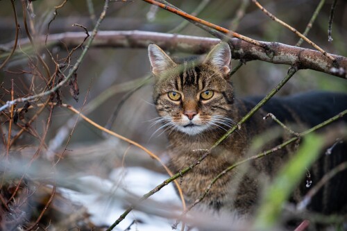 cats2_1025.jpg